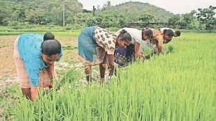 lokshivar farming