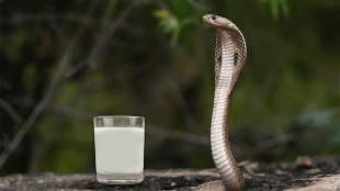 snake drink milk various superstitions