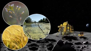 miraculous plants can survive on the moon
