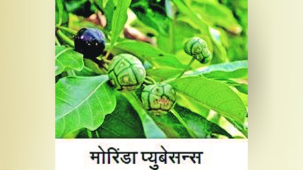 morinda 18