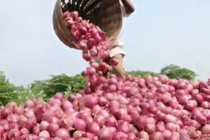 onion