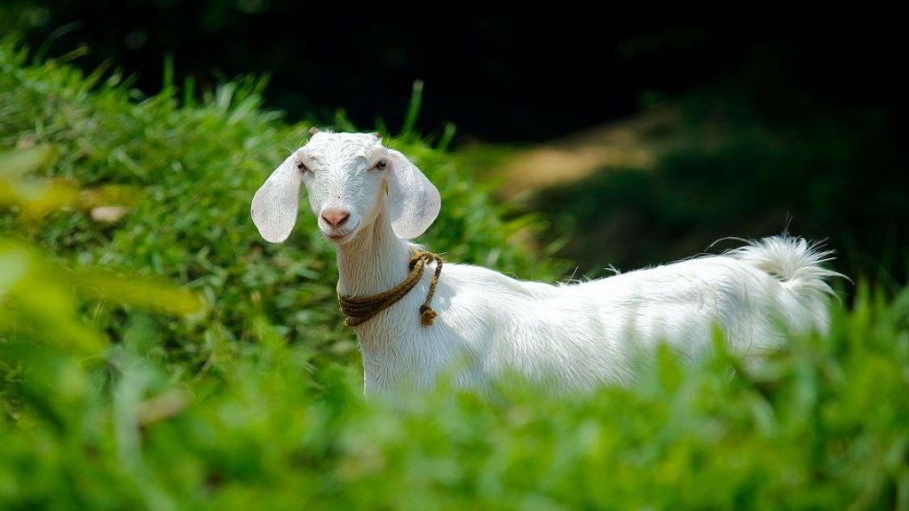 four goats killed Chopdewadi