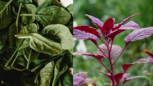 do you eat red spinach or green spinach know lal palak benefits for health and healthy lifestyle