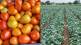 purandar tomato
