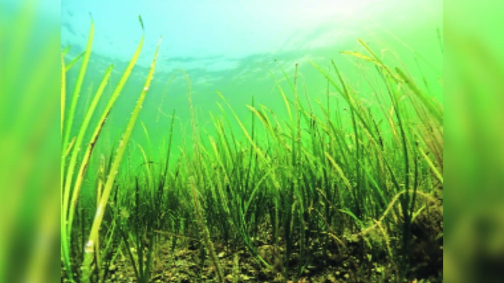 sea grass