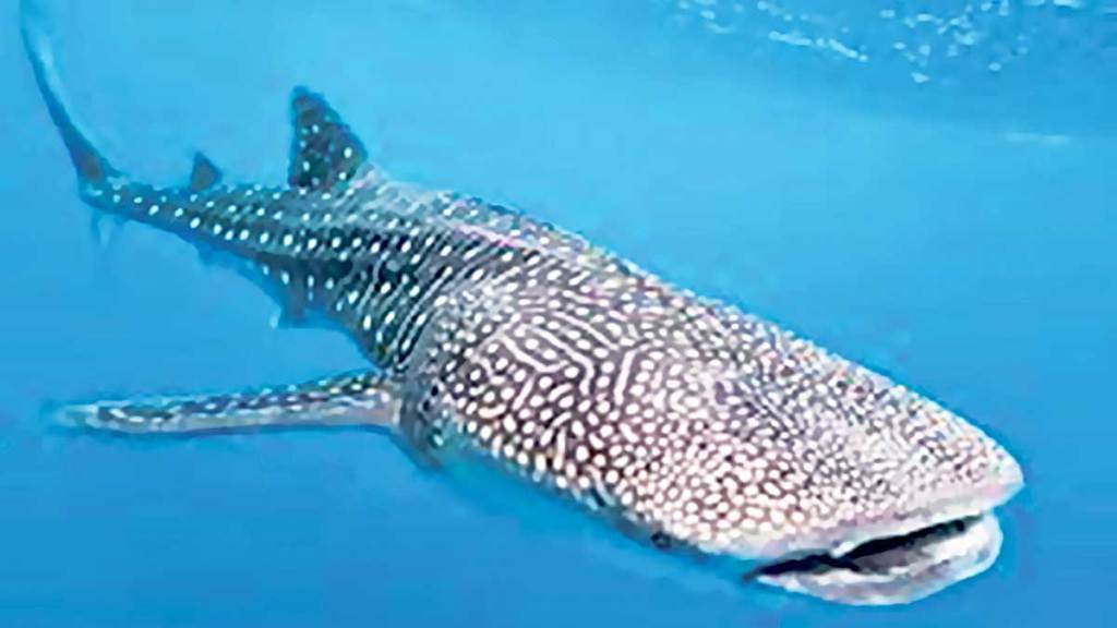 international whale shark day 2023