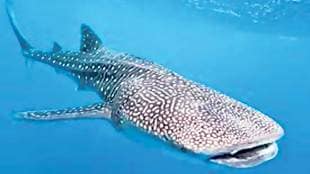 international whale shark day 2023