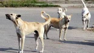 street dogs