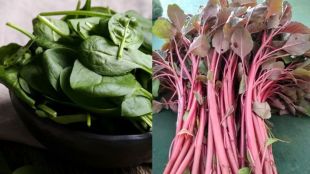 red spinach or green spinach