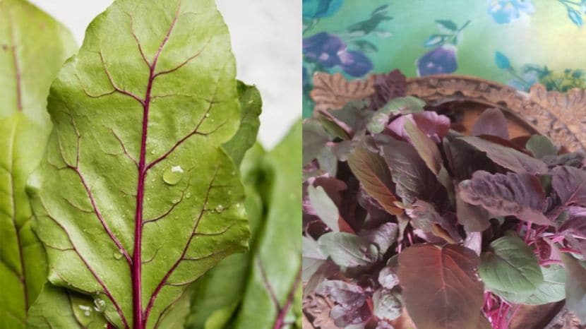 which palak is good for health