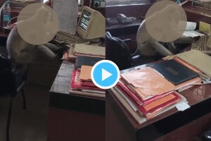 भारतीय रेल्वेमध्ये ‘पूर्वजांची’ भरती! तिकीट काढायच्या संगणकावर काम केलं सुरु; वेग पाहून तर डोकंच धराल Indian Railway New Joinee Monkey On Duty To Give Ticket To Train Passengers His Speed Will Make You Dizzy Watch Video Here
