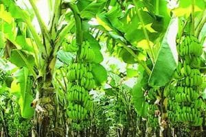 केळी उत्पादक राज्य सरकारविरोधात आक्रमक, रावेरमध्ये तीन ऑक्टोबरला आंदोलन Banana producers are aggressive
