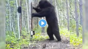 Bear Funny Video Viral
