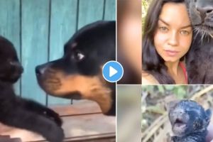Black Panther Cubs Video Viral