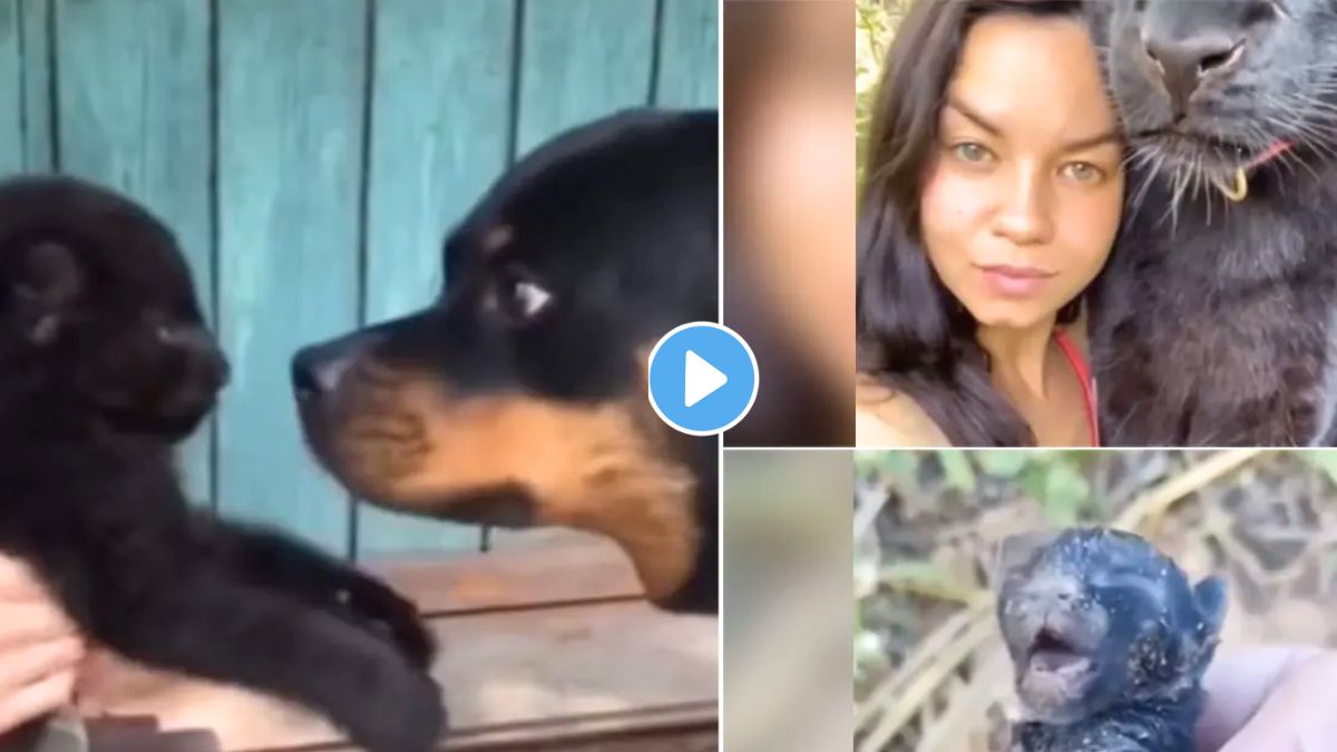 Black Panther Cubs Video Viral