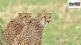 Cheetah project one year anniversary