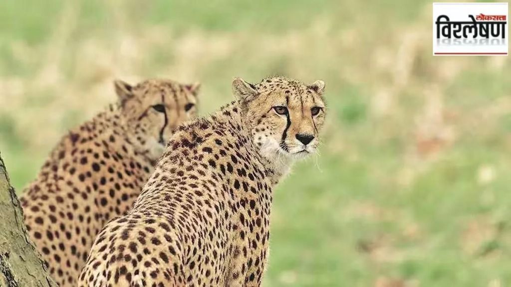 Cheetah project one year anniversary