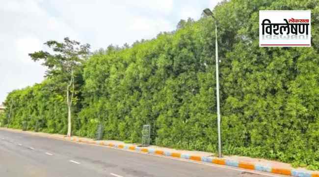 Conocarpus_plants