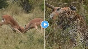 Leopard Hunting Viral Video