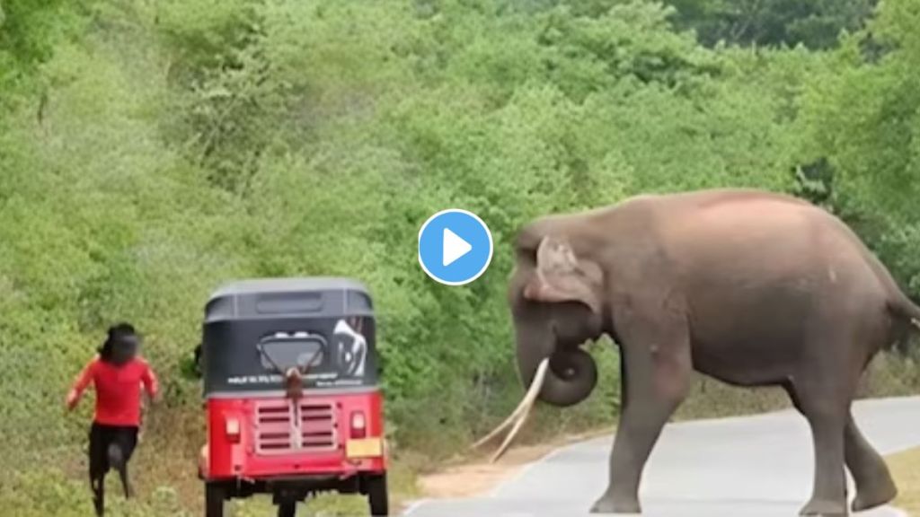 Elephant Attacks A Man Video Viral