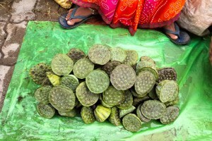 गोंदिया: नवेगावबांध जलाशयातील आरोग्यवर्धक पवन डोडेला ग्राहकांची पसंती; मासेमार बांधवांना लाभ Healthier Pawan Dodella, gondiya