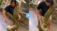 Huge Python Snake Video