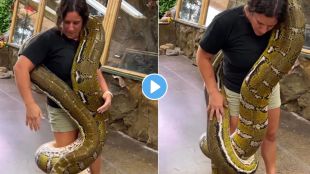 Huge Python Snake Video