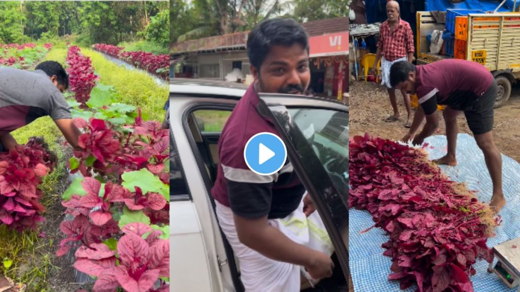 Farmer arrives in his Audi car to sell vegetables