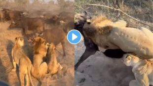 mother buffalo sacrifice viral video