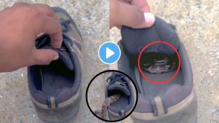 Snake viral video