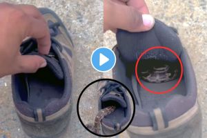 Snake viral video