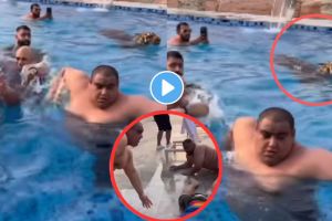 स्विमिंग पूलमध्ये पोहण्याची हौस पडली महागात, अचानक पाठीमागून आला वाघ…, VIDEO पाहून तुम्हीही थक्क व्हाल tiger most trending video