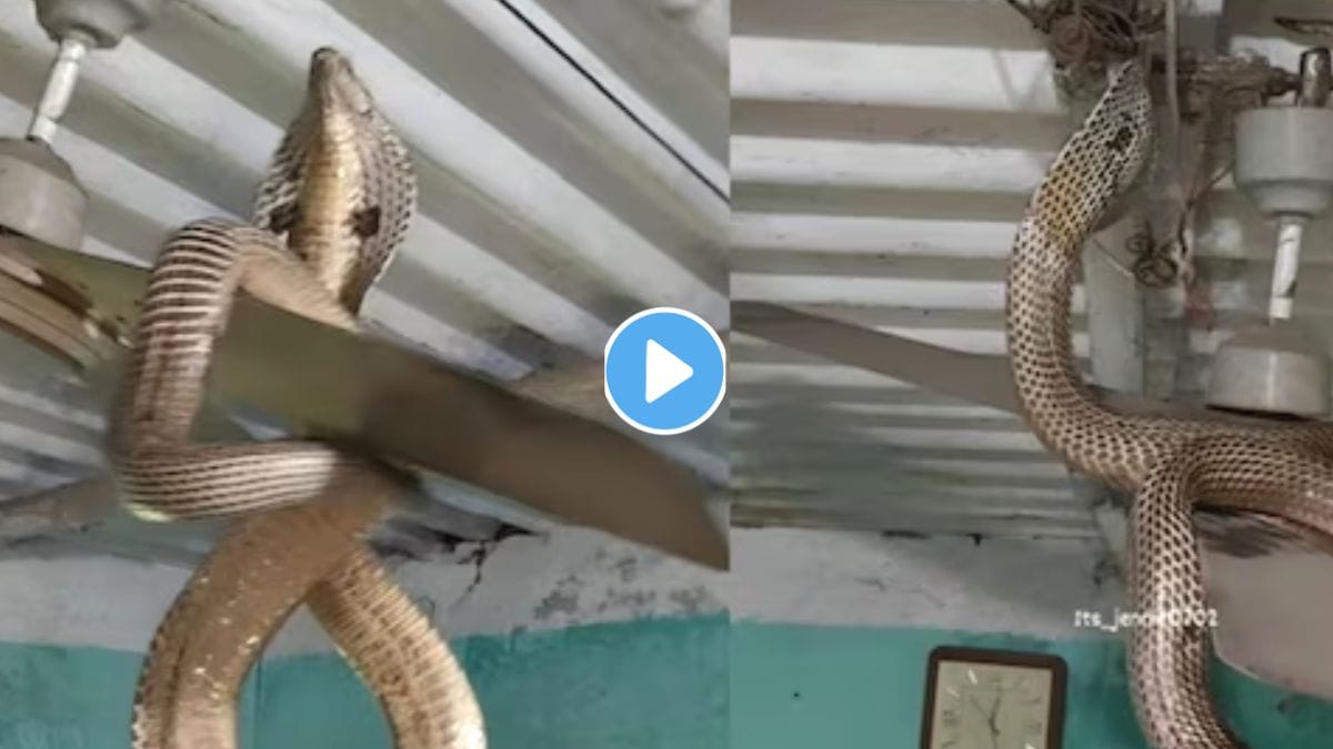 Indian Cobra Sitting On Fan Video