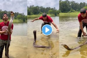King Cobra Dangerous Video Viral