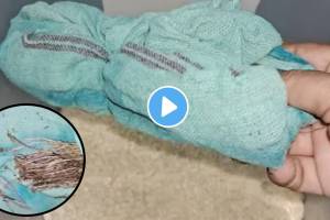 kitchen tips in marathi pudina potli in rice keep insects away kitchen jugaad video viral