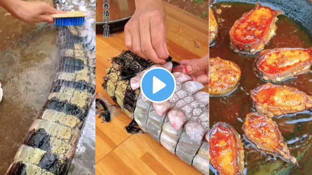Crocodiles tail was rubbed and washed then fried and eaten a strange video of a young girl