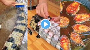 Crocodiles tail was rubbed and washed then fried and eaten a strange video of a young girl