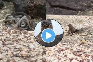 snake and lizard fight