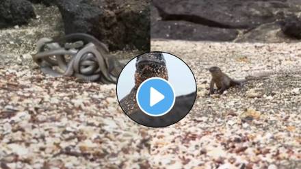 snake and lizard fight