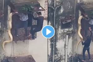 A huge snake was spotted at a Thane Building, it was rescued by two brave persons