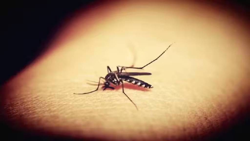Dengue patients Hinganghat