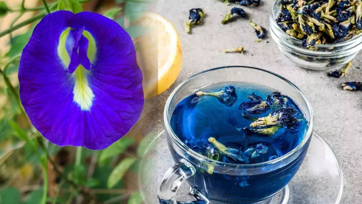 30 Days No Tea Can Make These Body Changes Does Skipping Tea Helps To Loose Weight Faster Reduce Acidity And Gas 