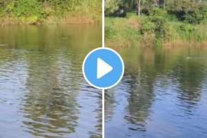 मगर आणि तरुणाचा थरारक सामना, पाहा काळजाचा ठोका चुकवणारा व्हिडीओ youth and crocodile sangli
