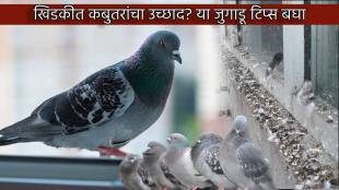 Get Rid Of Pigeon From Window Balcony Home Cleaning Jugadu Tips That Will Save Your Money And Health Issues Simple Trick