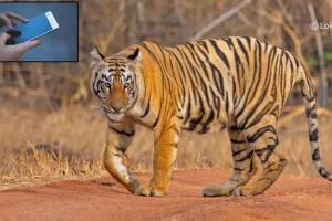 आता जंगलातला वाघ अवघ्या ३० सेकंदात मोबाईल आणि संगणकावर येणार, काय आहे हे ‘ट्रेलगार्ड एआय’ तंत्रज्ञान Trailguard AI technology