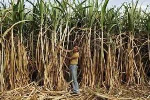 Sugarcane export ban