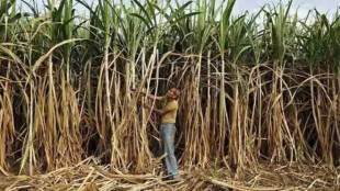 Sugarcane export ban