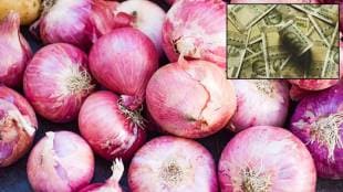 onion Chandrapur