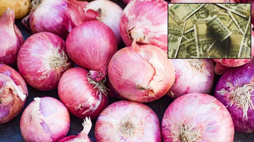 onion Chandrapur