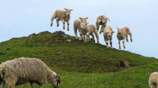 herd of sheep eats 100 kg of cannabis in greece after storm daniel floods now behaving strang